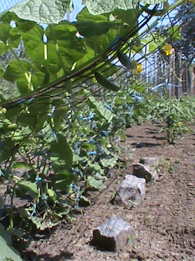 DSC01521 - gradina de legume si fructe