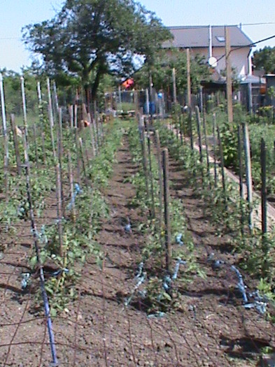 DSC01522 - gradina de legume si fructe