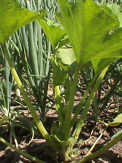 DSC01525 - gradina de legume si fructe