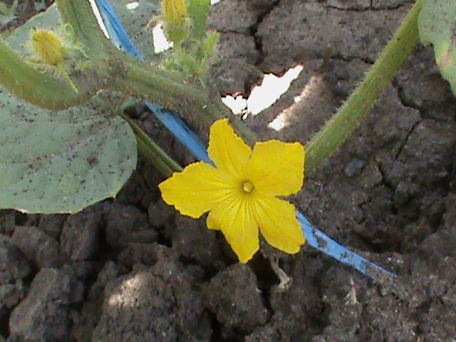 DSC01527 - gradina de legume si fructe