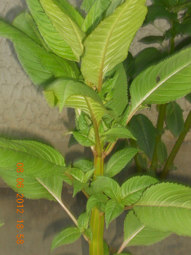 DSCN1364
