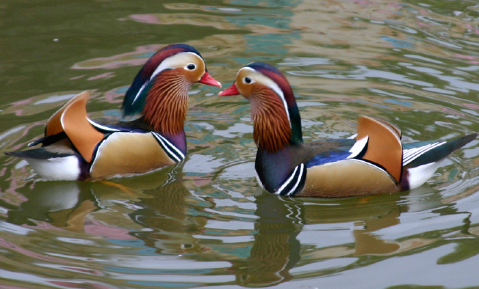 Rata mandarin - Rata mandarin