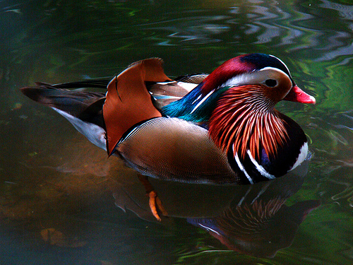 Rata mandarin