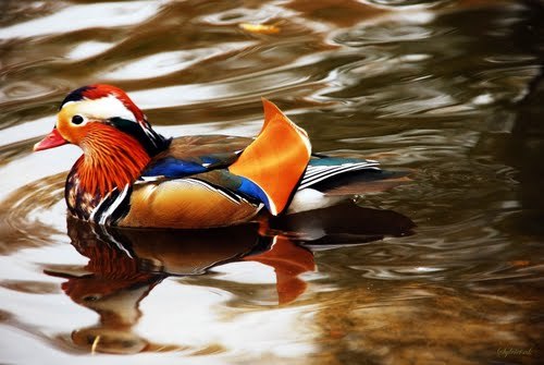 Rata mandarin