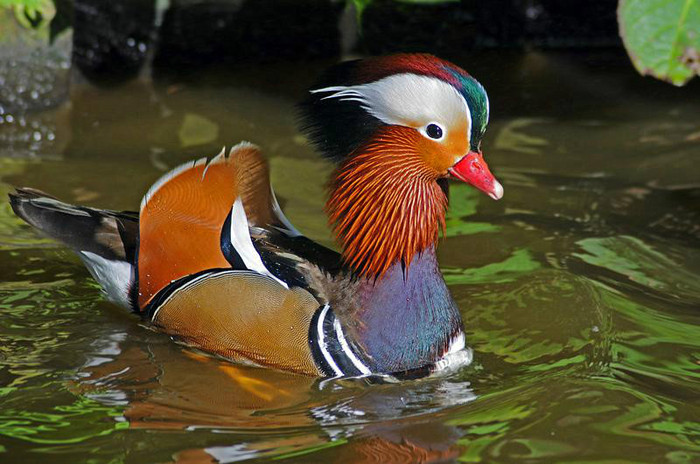 Rata mandarin - Rata mandarin