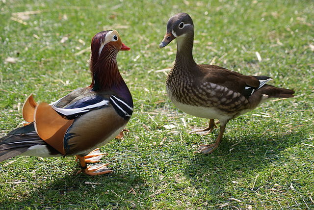 Rata mandarin