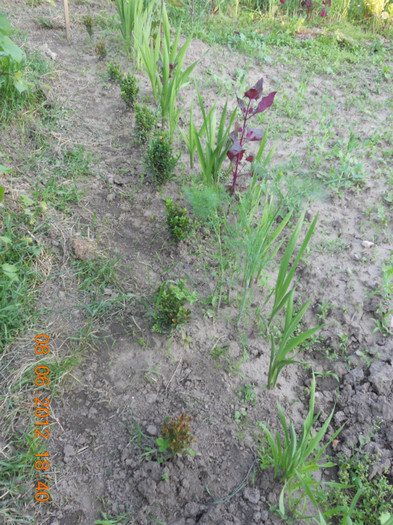 DSCN1329 - Gladiole 2012