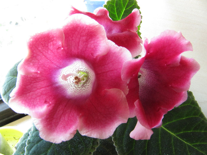 IMG_0115 - gloxinia 2012