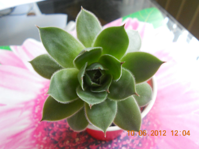 Imi revin! - Echeveria