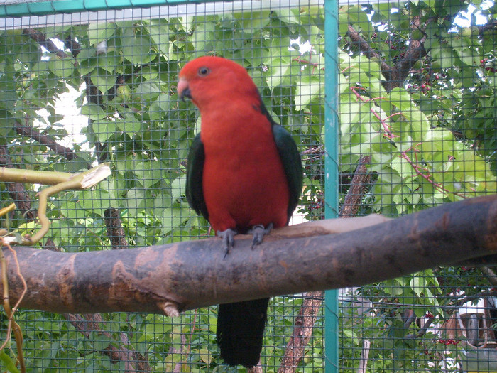 S6303264 - papagalul rege