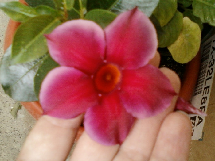 dipladenia rosie