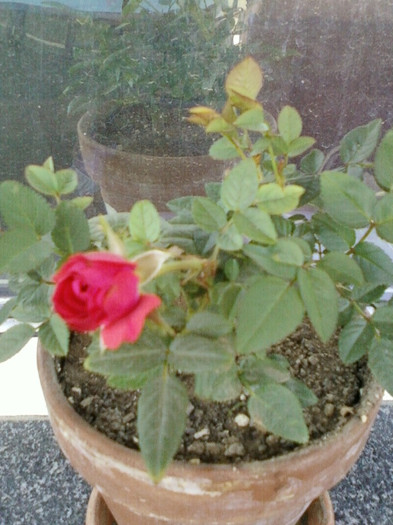 mini rosa-rosie - iunie 2012-flori