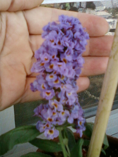 buddleia-"magnet" pt fluturi...