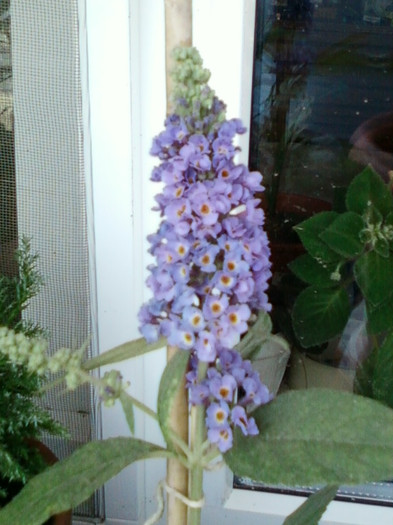 buddleia-"magnet" pt fluturi... - iunie 2012-flori