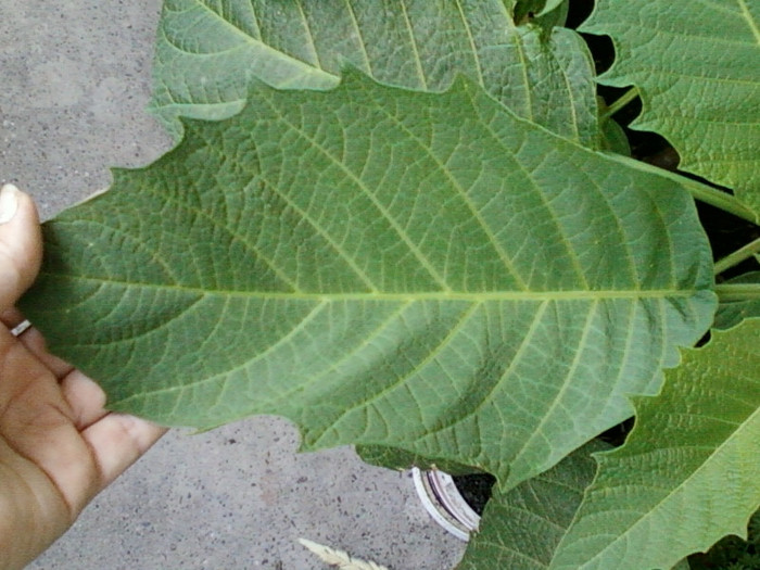 frunza de brugmansia - iunie 2012-flori