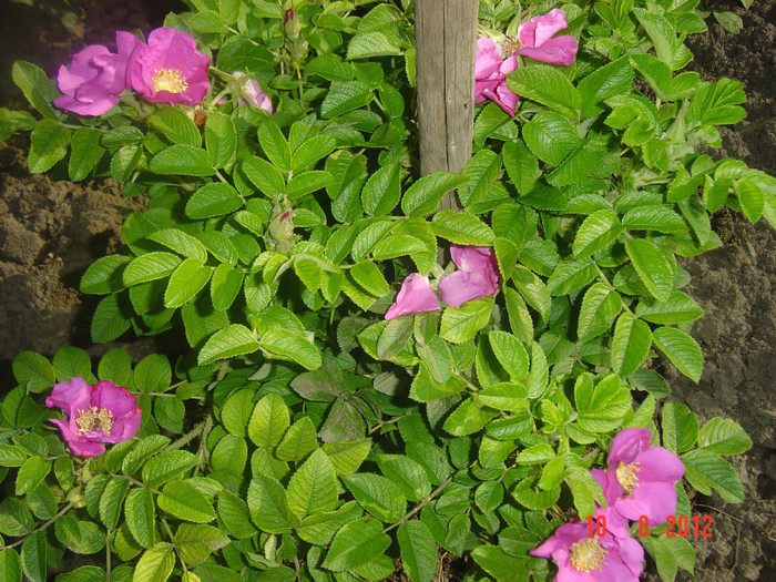 poze 880 - 0-ROSA RUGOSA