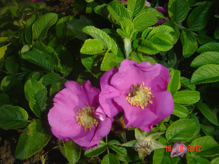 poze 878 - 0-ROSA RUGOSA