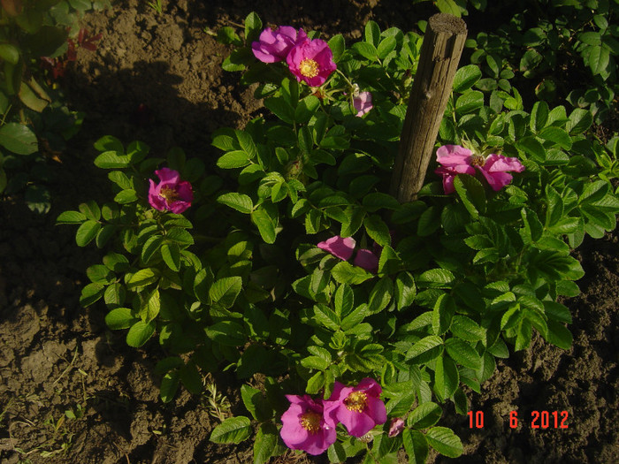 poze 879 - 0-ROSA RUGOSA