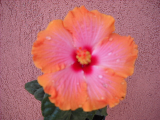 10 iunie am inflorit !PASSION