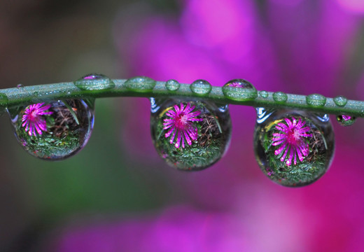 flowers_22