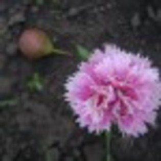 dsc09025-49876x75