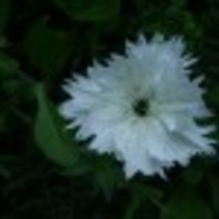 dsc09060-49881x75