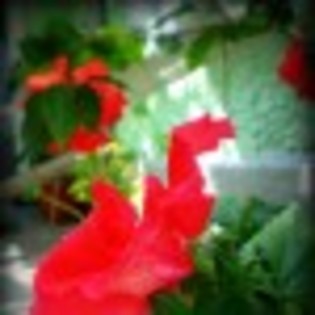 japanese-rose-52917x75