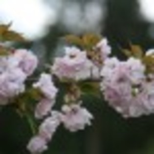 kew-gardens-poza-17-71814x75