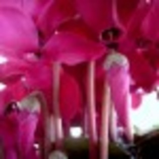 macro-poza-7-71187x75