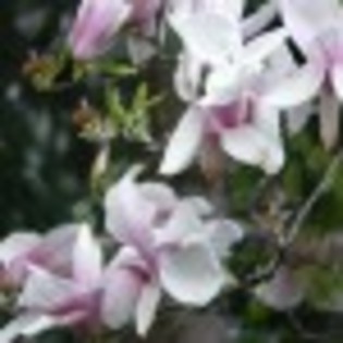 magnolia-dintr-o-poveste-43562x75