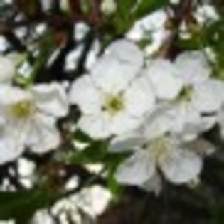 photos-poza-3-39699x75