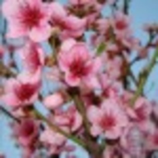photos-poza-5-39701x75