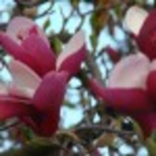 photos-poza-8-39704x75