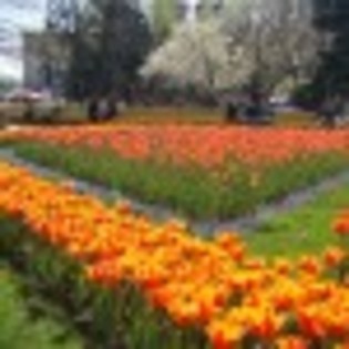 smells-like-spring-poza-11-42634x75