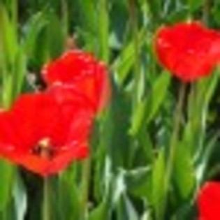 smells-like-spring-poza-14-42637x75