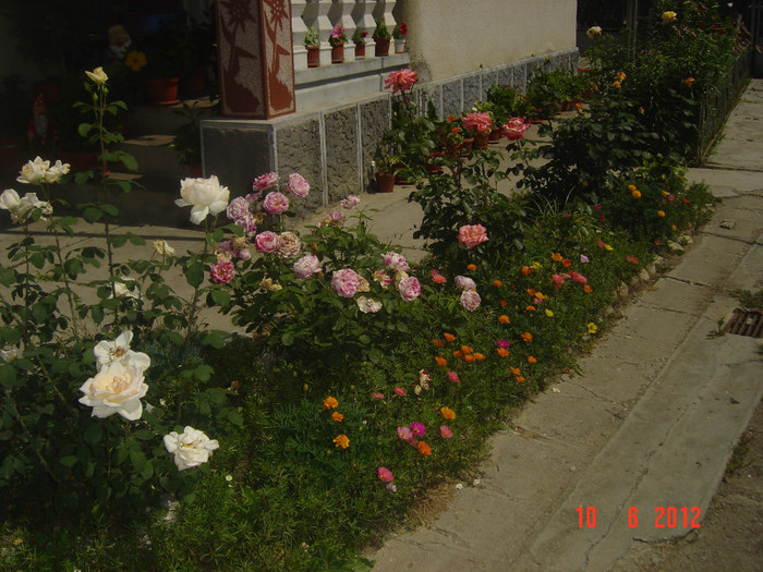 poze 895 - 2011-2012 CURTEA MEA