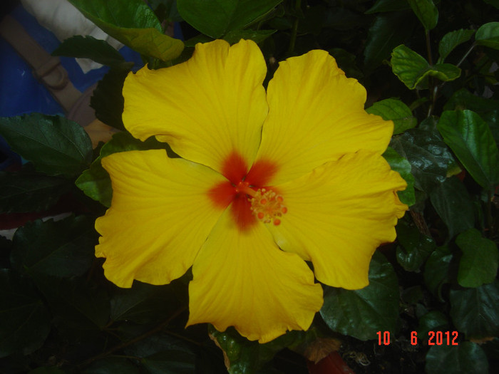 poze 891 - 09-2012-HIBISCUS