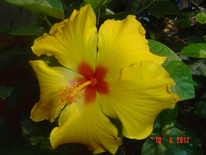 poze 888 - 09-2012-HIBISCUS