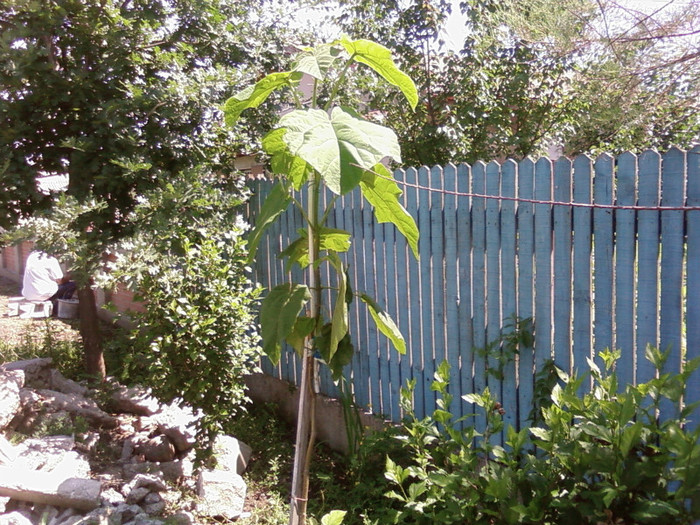 1paulownia Amara - arbori ornamentali 2012