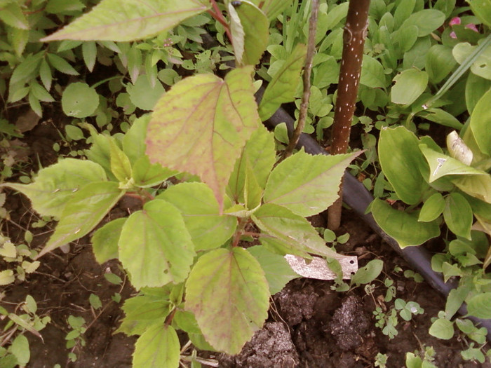 hibiscus moscheutos alb-Claudia - arbori ornamentali 2012