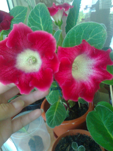 tigr red
