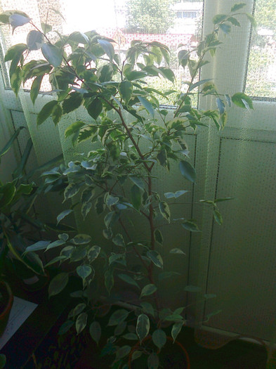 ficus benj