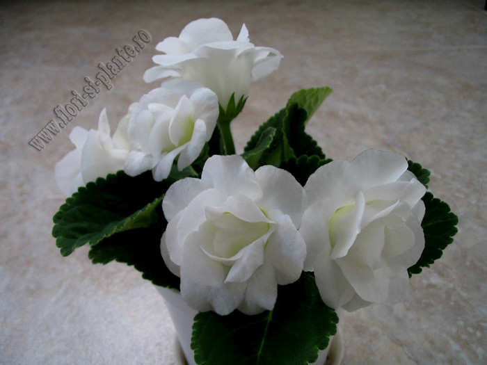 Gloxinia Madonna - GLOXINIA _ SINNINGIA