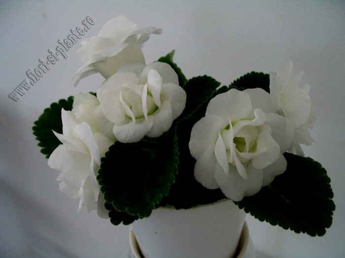 Gloxinia Madonna - GLOXINIA _ SINNINGIA