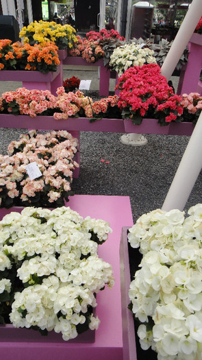 DSC00678 - Expozitie de crini