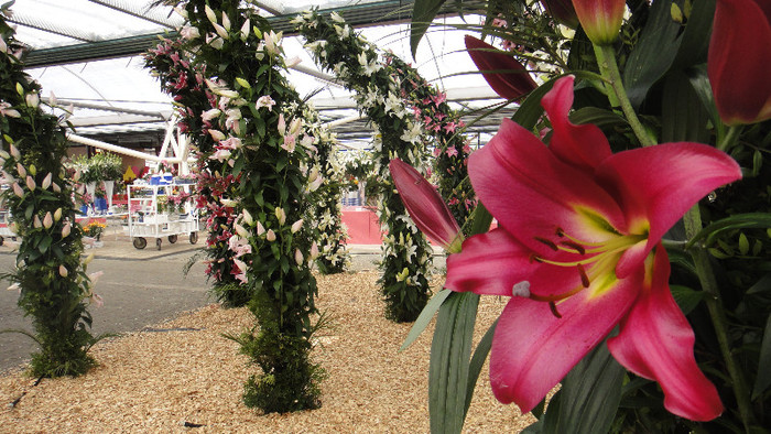 DSC00688 - Expozitie de crini
