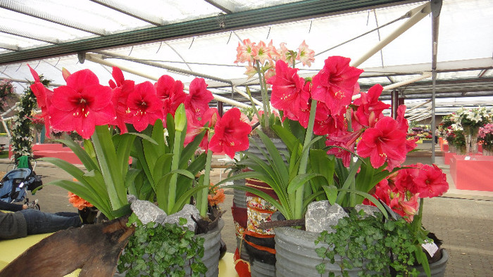 DSC00689 - Expozitie de crini