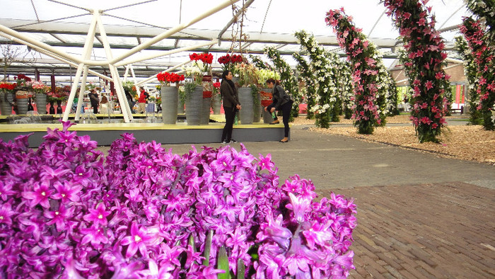 DSC00730 - Expozitie de crini