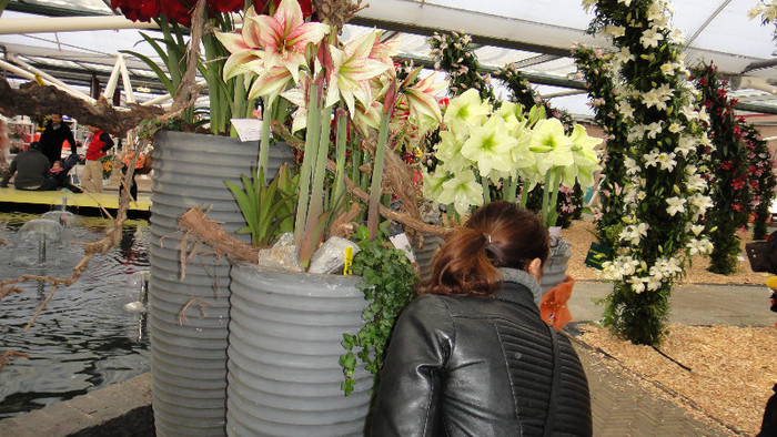 DSC00734 - Expozitie de crini