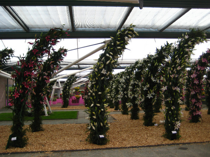 IMG_9507 - Expozitie de crini